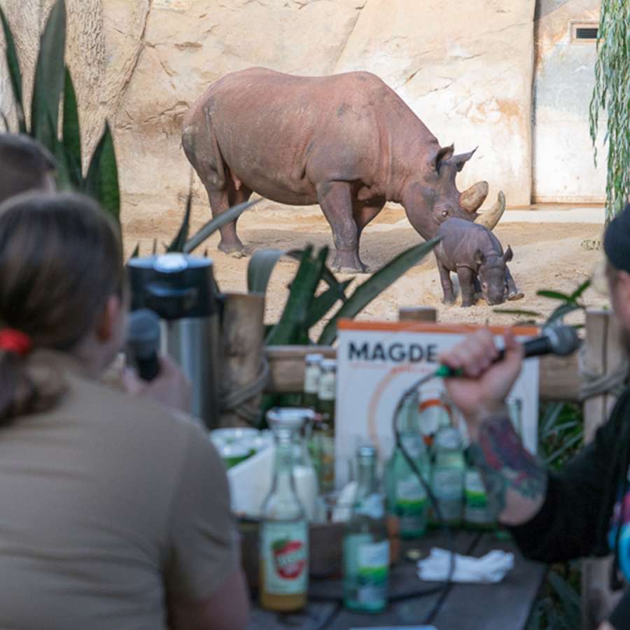 #65 // Nashornzucht im Zoo Magdeburg